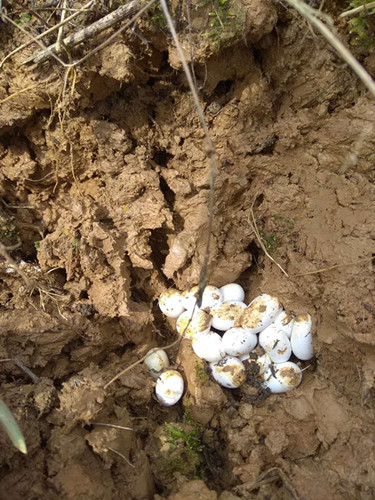 泥巴里面有几个白颜色的蛋是什么蛋？给大家看看真正的蛇蛋像什么样子