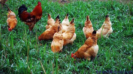 土鸡和养殖场的鸡怎么辨别？土鸡蛋和养殖场鸡蛋有什么区别？